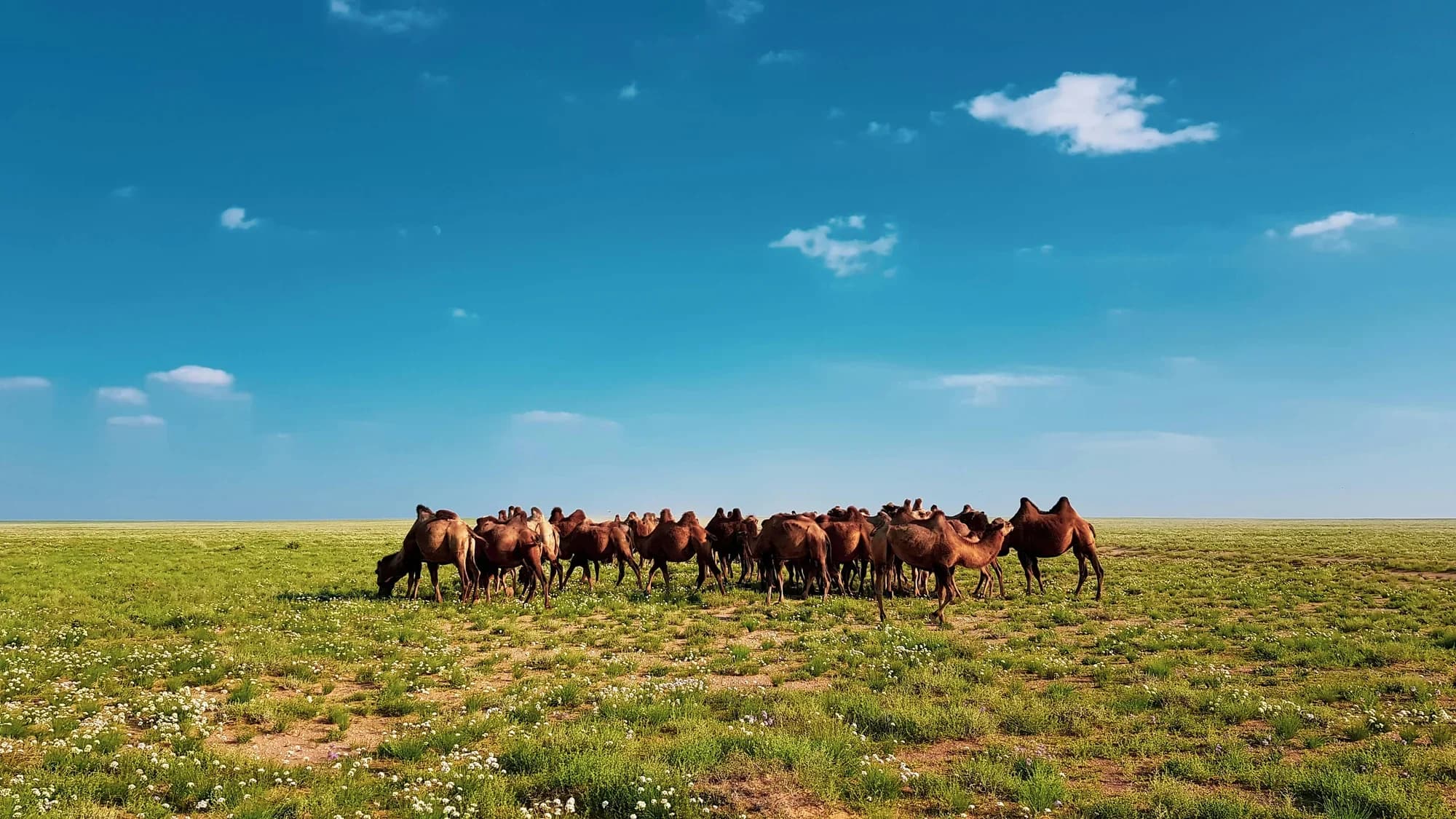 Mongolia's Impact Finance Moment: A Credible Destination for Impact Capitals
