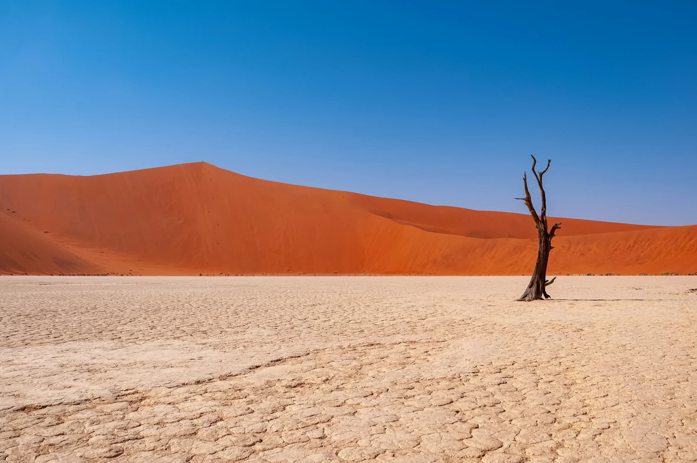 Road to COP17: "Mongolia 2026 - High-level International Dialogue"